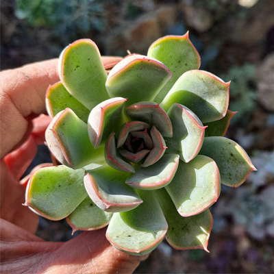 echeveria-plante-grasse-succulente-1