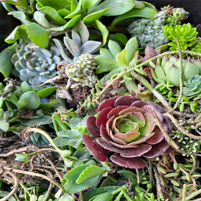 lot-boutures-plantes-grasses-fetes-et-gourmandises-florales-7