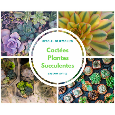 succulentes-lots-pour-invites-ceremonie-mariage-bapteme-communion