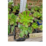 aeoniums-x2-plantes-succulentes-collection-2