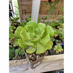 aeonium-glutinosum