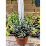 haworthia-plante-succulente-collection-2