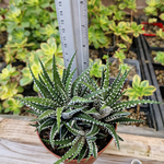 haworthia-plante-succulente-collection-2b