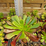 aeonium-pseudotabuliforme-succulente-2