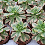 aeonium-sunburst-plante-succulente-collection-4