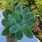 echeveria-luella-succulente
