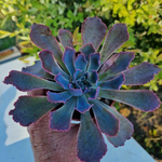 echeveria-neon-brakers-succulente