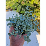 sedum-plante-grasse-succulente