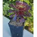 aeonium-plante-grasse-succulente-1b