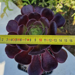 aeonium-plante-grasse-succulente-1c