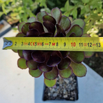 aeonium-atropurpureum-plante-succulente-1c