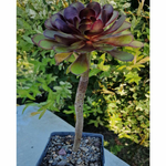 aeonium-atropurpureum-plante-succulente-1b