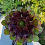 aeonium-atropurpureum-plante-succulente