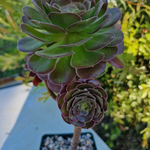 aeonium-atropurpureum-plante-succulente-2b