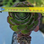 aeonium-atropurpureum-plante-succulente-2c