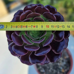 aeonium--plante-grasse--succulente-3b