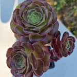 aeonium--plante-grasse--succulente-4