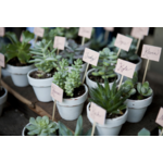MINI POT SUCCULENTE MARIAGE