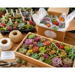 fetes et gourmandises florales boutures