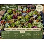 lot de boutures de succulentes et cactus 2