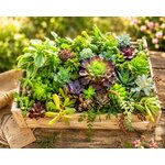 lot de boutures succulentes et cactus 6