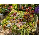 plantes succulentes fetes et gourmandises florales