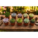 lot de 10 plantes succulentes
