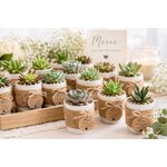 mini succulentes pour mariage