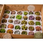 mini succulentes l atelier des merveilles vegetales