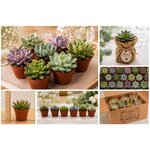 mini succulentes pour toutes ceremonies