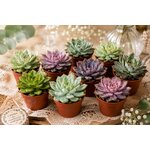 mini succulentes de qualite chez l atelier des merveilles vegetales