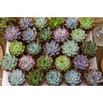 plantes succulentes en petit pot pour decoration