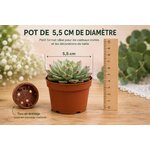 dimensions pot de mini succulentes pour creation composition florale