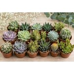 melange de mini succulentes pour decoration de mariage bapteme