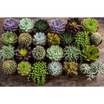 mélange de varietes de mini succulentes pour terrariums