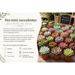 lots de mini succulentes l atelier des merveilles vegetales