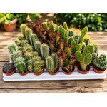 cactus miniatures chez fetes et gourmandises florales