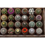 mélange de cactus en pot de 5,5 cm pour toutes ceremonies