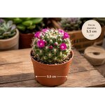 cactus en pot de 5,5 cm pour ceremonies ou decoration terrarium