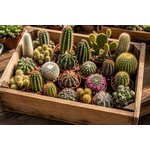 cactus de diverses varietes pour terrarium ou decoration jardin sec