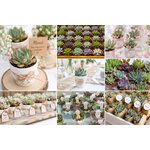 l atelier des merveilles vegetales mini succulentes pour toutes occasions