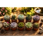 lot de 10 mini plantes grasses succulentes et cactus