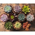 lot de 10 mini succulentes