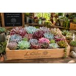 mélange d echeverias colorees pour collection ou cadeau