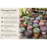 pourquoi choisir nos plantes succulentes echeverias