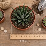 haworthia fasciata chez l atelier des merveilles vegetales