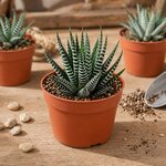 haworthia fasciata chez l atelier des merveilles vegetales 2