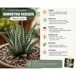 haworthia fasciata plante zebree chez l atelier des merveilles vegetales 3