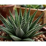 haworthia fasciata chez l atelier des merveilles vegetales 4