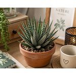 haworthia fasciata l atelier des merveilles vegetales 6